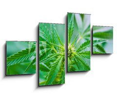 Obraz 4D tydln - 100 x 60 cm F_IS20463346 - Cannabis - Konop
