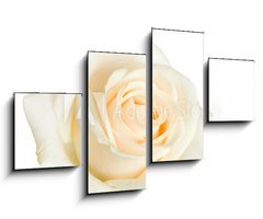 Obraz 4D tydln - 100 x 60 cm F_IS2079431 - white rose isolated - bl rov izolovan