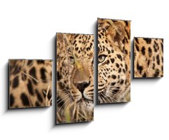 Obraz 4D tydln - 100 x 60 cm F_IS21374937 - Leopard Hunting