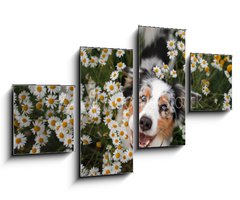 Obraz 4D tydln - 100 x 60 cm F_IS215121166 - A happy dog in flowers. The pet is smiling. Field Camomiles. The Astralian Shepherd Tricolor - astn pes v kvtech. Domc zve se usmv. Poln hemny. Astralian Shepherd Tricolor