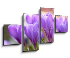 Obraz   Violet Crocuses in the garden, 100 x 60 cm