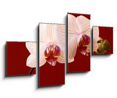 Obraz 4D tydln - 100 x 60 cm F_IS21806179 - orchid on red background