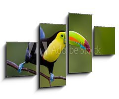 Obraz 4D tydln - 100 x 60 cm F_IS22186231 - Keel Billed Toucan, from Central America.