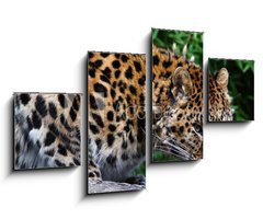 Obraz 4D tydln - 100 x 60 cm F_IS22387623 - Amur Leopard eating meat