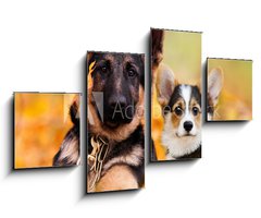 Obraz 4D tydln - 100 x 60 cm F_IS230586450 - puppy german shepherd and welsh corgi in autumn leaves