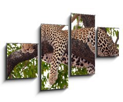 Obraz 4D tydln - 100 x 60 cm F_IS23087097 - Leopard sleeping on the tree