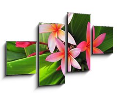 Obraz 4D tydln - 100 x 60 cm F_IS23491751 - Plumeria flowers
