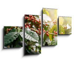 Obraz 4D tydln - 100 x 60 cm F_IS235909488 - Fresh coffee beans on bunch trees.