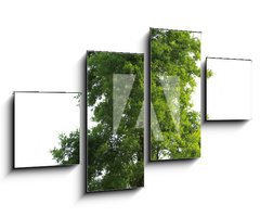 Obraz   Tree isolated, 100 x 60 cm