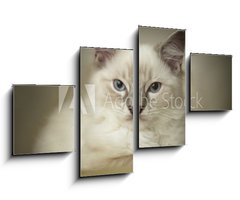 Obraz 4D tydln - 100 x 60 cm F_IS24974948 - 16 week old ragdoll kitten