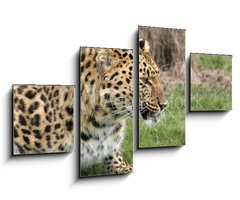 Obraz 4D tydln - 100 x 60 cm F_IS2526283 - leopard