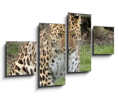 Obraz 4D tydln - 100 x 60 cm F_IS2526308 - focused leopard