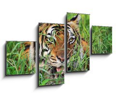 Obraz 4D tydln - 100 x 60 cm F_IS25950312 - Bengal Tiger - Benglsk tygr