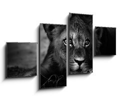 Obraz 4D tydln - 100 x 60 cm F_IS26051475 - Young lion portrait