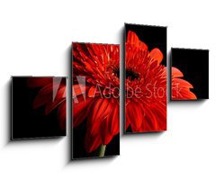 Obraz   Red daisy gerbera on black background, 100 x 60 cm