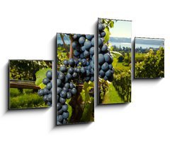 Obraz 4D tydln - 100 x 60 cm F_IS26496881 - ripe Purple Grapes - zral fialov hrozny