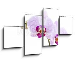 Obraz 4D tydln - 100 x 60 cm F_IS28589328 - Pink Orchid