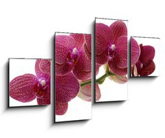 Obraz 4D čtyřdílný - 100 x 60 cm F_IS28681970 - Macro of a beautiful pink orchid