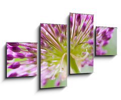 Obraz 4D tydln - 100 x 60 cm F_IS30429573 - allium