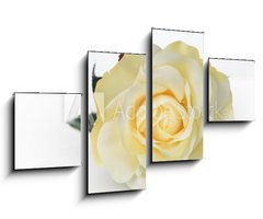 Obraz 4D tydln - 100 x 60 cm F_IS30527713 - Single White Rose