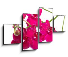 Obraz 4D tydln - 100 x 60 cm F_IS30847359 - orchidea su sfondo bianco