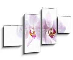 Obraz 4D tydln - 100 x 60 cm F_IS30876639 - pink spotted  orchids isolated on white background
