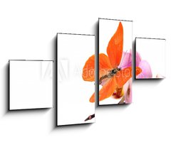 Obraz   Butterfly Appias zarinda zarinda perspicua isolated on white, 100 x 60 cm