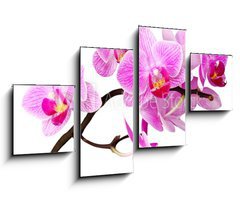 Obraz 4D tydln - 100 x 60 cm F_IS31085689 - isolated orchid
