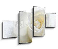 Obraz 4D tydln - 100 x 60 cm F_IS31158130 - Soft white rose - Mkk bl re
