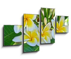 Obraz 4D tydln - 100 x 60 cm F_IS31591556 - frangipanier