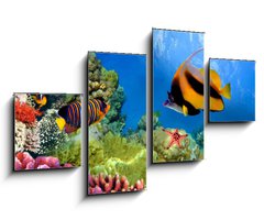 Obraz 4D tydln - 100 x 60 cm F_IS31880549 - Marine life on the coral reef - Mosk ivot na korlovm tesu