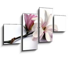 Obraz   magnolia blossom, 100 x 60 cm