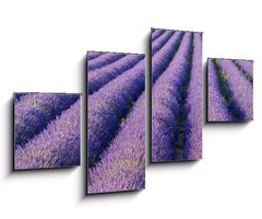 Obraz   Champs de lavande, 100 x 60 cm