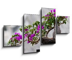 Obraz 4D tydln - 100 x 60 cm F_IS33573246 - Flower of a bougainvillea