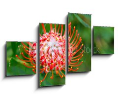 Obraz 4D tydln - 100 x 60 cm F_IS33831777 - PIncushion protea pink and orange