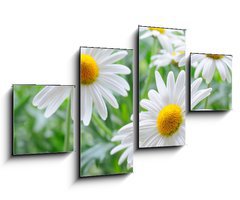 Obraz 4D tydln - 100 x 60 cm F_IS34344039 - daisy