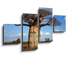 Obraz 4D tydln - 100 x 60 cm F_IS35346774 - big baobab tree of Madagascar - velk baobab strom Madagaskaru