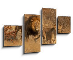 Obraz 4D tydln - 100 x 60 cm F_IS35669243 - Coppia di Leoni