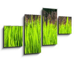 Obraz 4D tydln - 100 x 60 cm F_IS36700991 - Terraced rice fields in northern Thailand - Terasy rovch pol v severnm Thajsku
