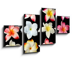 Obraz   fleurs frangipanier fond noir, 100 x 60 cm