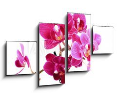 Obraz 4D tydln - 100 x 60 cm F_IS37945049 - Mini Orchide sur fond blanc
