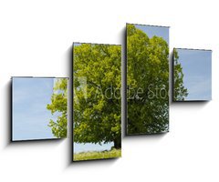 Obraz   Linde Baum, 100 x 60 cm