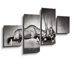 Obraz   Gemsbok fight, 100 x 60 cm