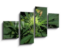 Obraz   Cannabis Hintergrund background, 100 x 60 cm