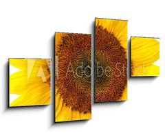 Obraz 4D tydln - 100 x 60 cm F_IS40639356 - Die perfekte Sonnenblume auf wei - Perfektn slunenice na blm