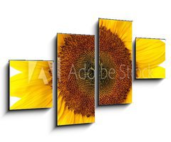 Obraz 4D tydln - 100 x 60 cm F_IS40639356 - Die perfekte Sonnenblume auf wei