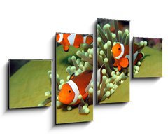 Obraz 4D tydln - 100 x 60 cm F_IS40862196 - Three Western Clown Anemonefish in Anemone, Bunaken, Indonesia - Ti zpadn klaun Anemonefish v Anemone, Bunaken, Indonsie