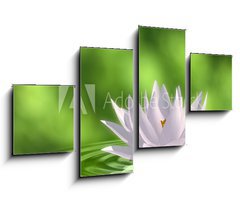 Obraz 4D tydln - 100 x 60 cm F_IS41172939 - Floating waterlily