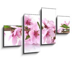 Obraz 4D tydln - 100 x 60 cm F_IS41227262 - beautiful pink peach blossom isolated on white - krsn rov broskvov kvt izolovanch na blm