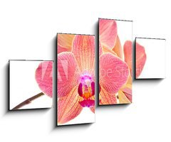 Obraz 4D tydln - 100 x 60 cm F_IS41466229 - Pink orchid